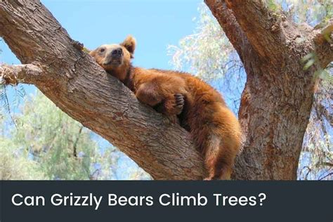 Can Grizzly Bears Climb Trees Or Are They Too Big