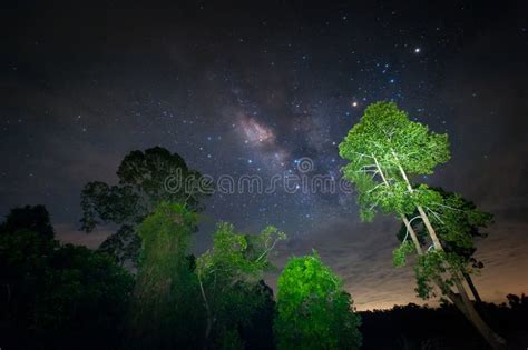 Milky Way Galaxy Night Sky With Amazing Stars Of A Tree Stock Image