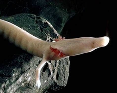 10 Creatures That Thrive In Caves Cave Animals Salamander Olm