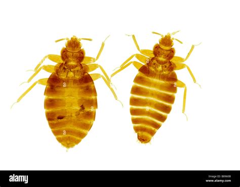 Bed Bug Cimex Lectularius Male And Female On White Background Stock