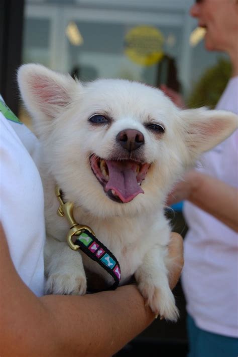 Check out their site for a complete list of hours, events & to see which pets are currently available for adoption. Meet Missy, a Petfinder adoptable Pomeranian Dog ...