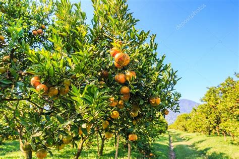Orange Trees In Farm Stock Photo By ©deerphoto 64722995