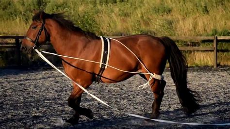How To Lunge A Horse With A Bridle Commentsformeetings