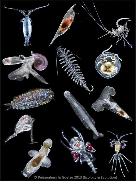 High Evolutionary Potential Of Marine Zooplankton
