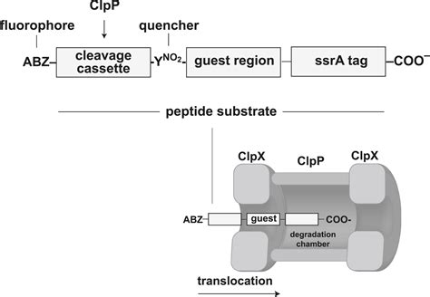 Polypeptide Translocation By The Aaa Clpxp Protease Machine Chemistry