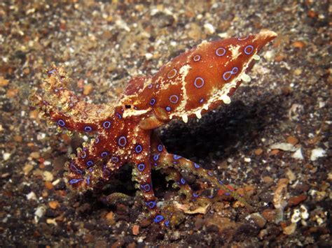 Mimic Octopus This Fascinating Creature Was Discovered In 1998 Off The