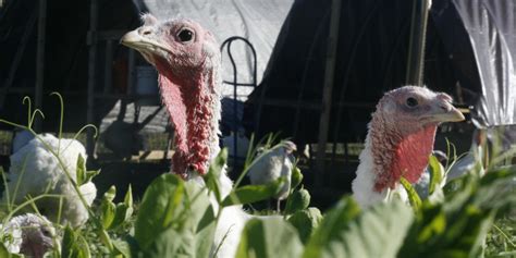 here s why pasture raised turkeys are so expensive pasture raised pasture turkey