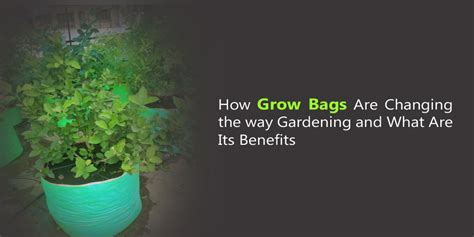How Grow Bags Are Changing The Way Gardening And Its Benefits