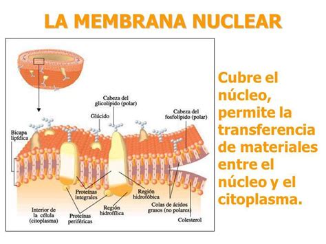 Porque La Célula Formó La Membrana Nuclear Brainlylat