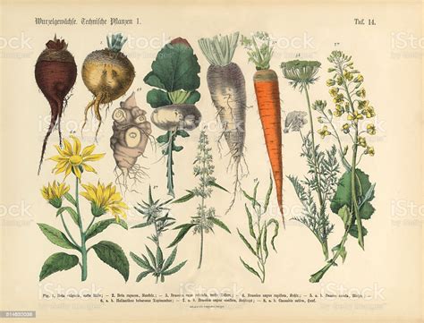 Root Crops And Vegetables Victorian Botanical Illustration