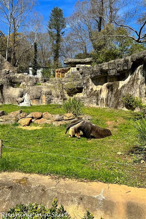 Greenville Sc Zoo Visitors Guide Running In A Skirt