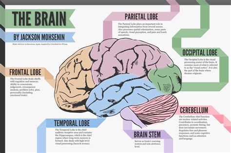 A Look At The Brain Visually