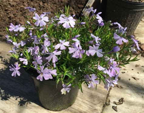 Since creeping phlox plants stay short and spread easily, they are widely used as ground covers. Growing, Selling and Propagating Creeping Phlox. - Mike's ...