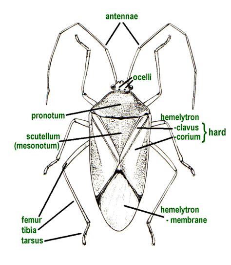 Insects Of Britain And Ireland Hemiptera General Morphology Upper Side