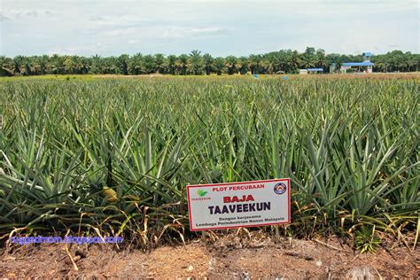 Bahagian pembangunan teknologi nanas (bptn) menjalankan pengurusan tanaman mengikut kaedah petak pengamatan di ladang yang merangkumi berdasarkan kepada tahap potensi sesuatu baka variety nanas, ketahanan fizikal tumbuhan, kepadatan tanaman dan juga kaedah pembiakan. Agro Pelancongan di Ladang Nanas Pontian, Johor