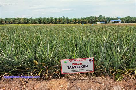 Penggunaan pupuk urea yang dilakukan secara tepat dan berimbang akan. Agro Pelancongan di Ladang Nanas Pontian, Johor