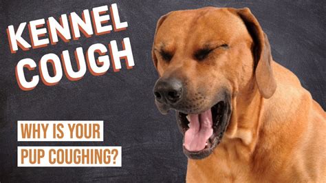 Dog Coughing Kennel Cough Youtube