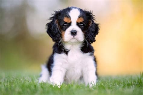 How To Train A Cavalier King Charles Spániel Puppy American Kennel Club