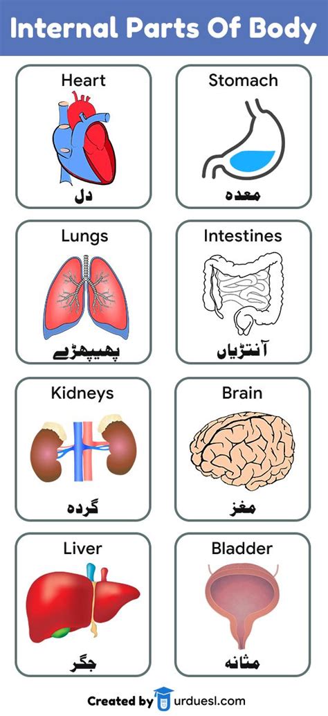 The outer ear, the middle ear, and the inner ear. Parts of Body Names in English and Urdu with Pictures ...