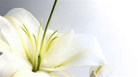 White Flower Wallpapers Wallpaper Cave
