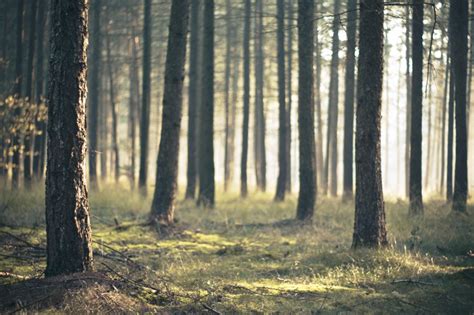 20 Forest Photography Ideas For Your Inspiration