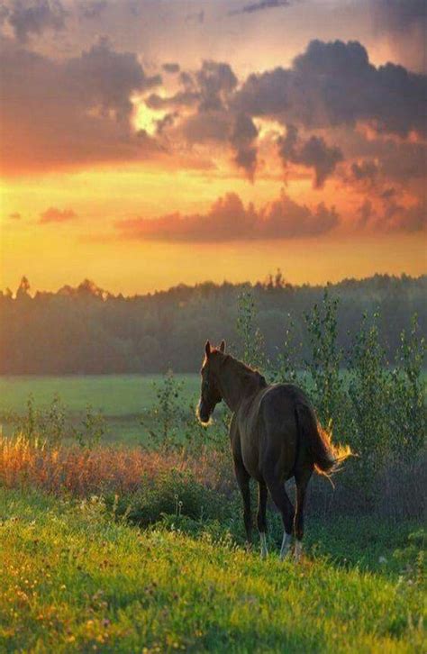 Pin By Kristy Harvey On Country Scenes Horses Beautiful Horses