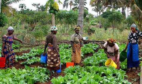 Nigerian Government Urged To Make Provisions In The Agribusiness