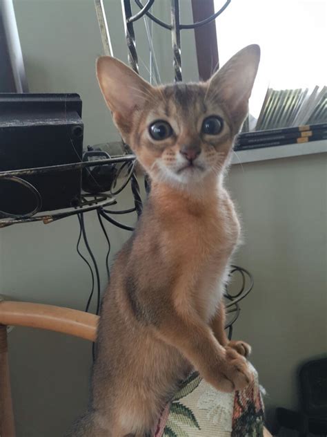 Where to find abyssinian kittens for sale? Quiz: How Much Do You Know about How Much Is An Abyssinian ...