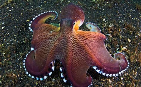 Coconut Octopus Facts Distribution Adaptations Pictures