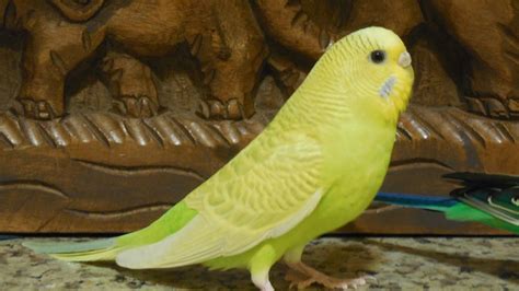 40 Minutes Relaxing Parakeets Chirping Prevent Heart Diseases Hyper