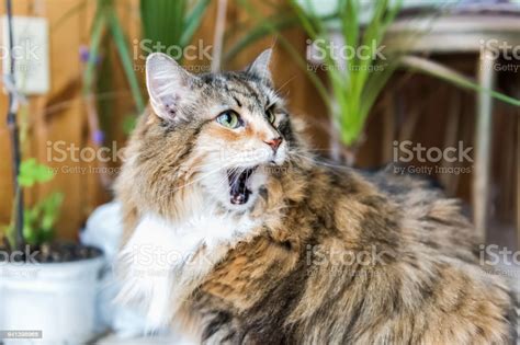 Closeup Portrait Of Calico Maine Coon Cat Sitting Eating Open Mouth
