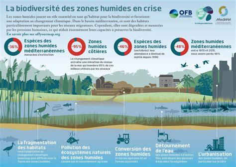 Les zones humides une biodiversité à préserver L Europe à la rame