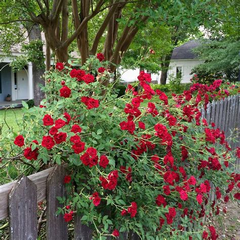 Rosa Red Cascade Climbing Roses Planting Roses Front Porch Garden