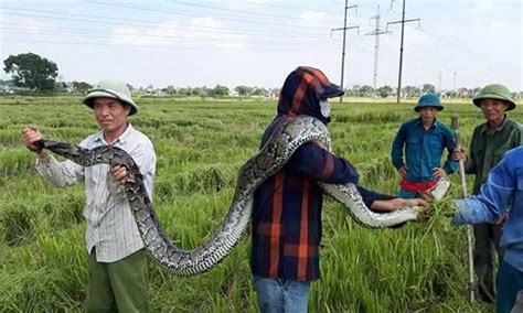 thanh hóa dân vây bắt trăn “khủng” nặng 25kg ở đồng lúa đang gặt congnghe vn