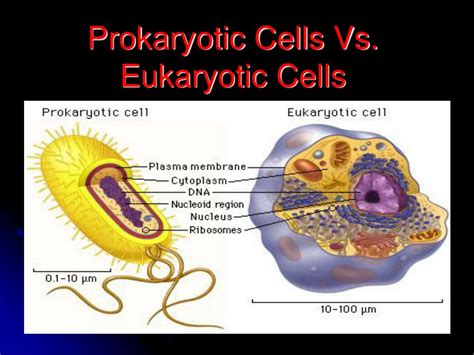 Ppt An Introduction To Eukaryotic And Prokaryotic Cells Powerpoint D D