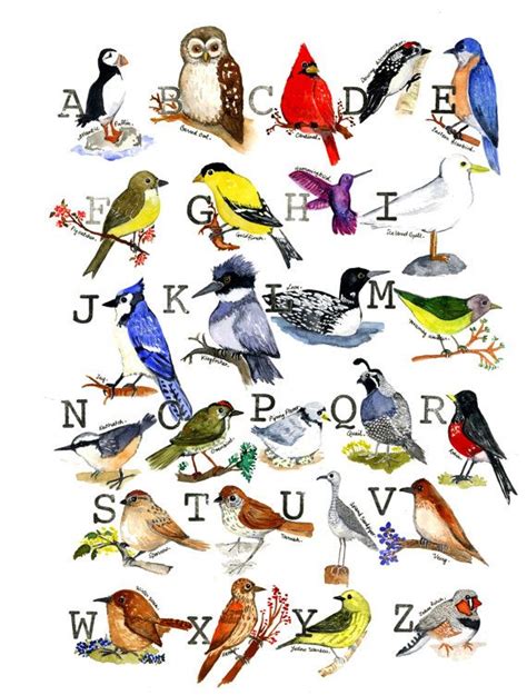Watercolor Print Bird Alphabet Sampler On Etsy 2200 Watercolor