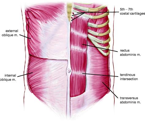 The lower muscle fibers of the internal obliques run nearly horizontally. Anatomy of the Anterior Abdominal Wall | SpringerLink