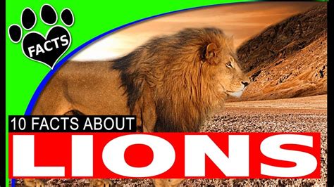 10 Facts About Lions