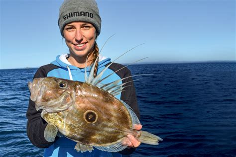 How To Catch And Cook John Dory The Fishing Website