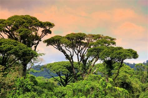 Costa Rican Rainforest Canopy Paisagens