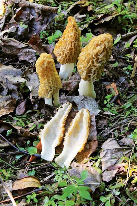 Edible Wild Mushrooms In Cabin Country Edible Wild Mushrooms Wild