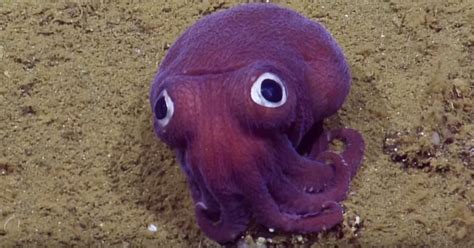 This Incredibly Cute Stubby Squid With Googly Eyes Has Been Melting The