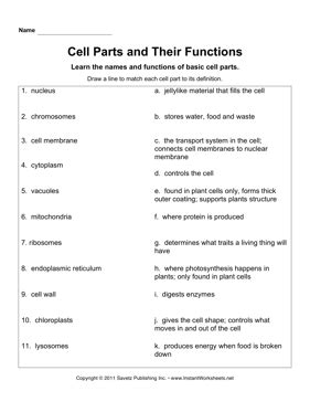 Maybe you would like to learn more about one of these? Cell Parts Functions