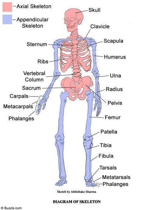 Appendicular Skeleton Diagram Quizlet