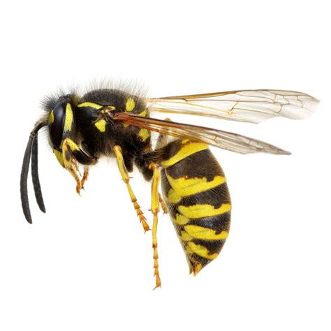 Wasps Facts And Identification Control And Prevention