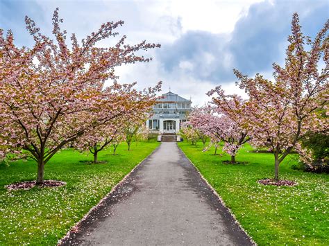9 Places To See Cherry Blossom In London Cherry Blossom Season 2021