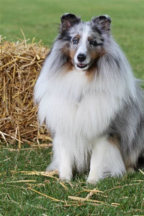 Overall, shelties should bear a strong resemblance to their bigger relatives, the collies. Blue Merle Sheltie | Shetland sheepdog, Shetland sheepdog ...