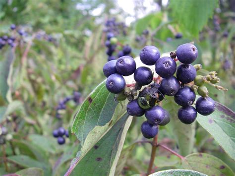 Identifying Wild Edible Plants