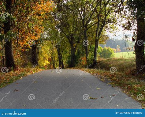 Nostalgic Country Road In Forest Nice Autumn Peaceful Scenery In Misty