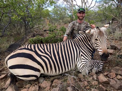 7 Day Mountain Zebra Hunt For 1 Hunter In The Erongo Mountains Of